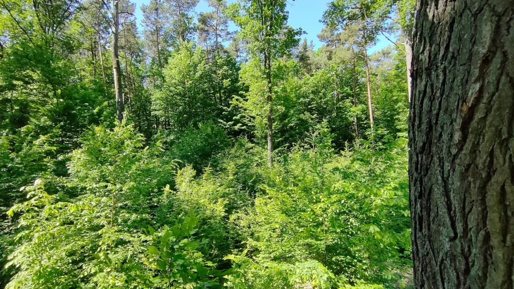 Sadzenie drzew – korzyści