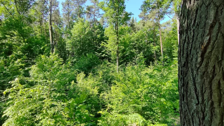 Sadzenie drzew – korzyści