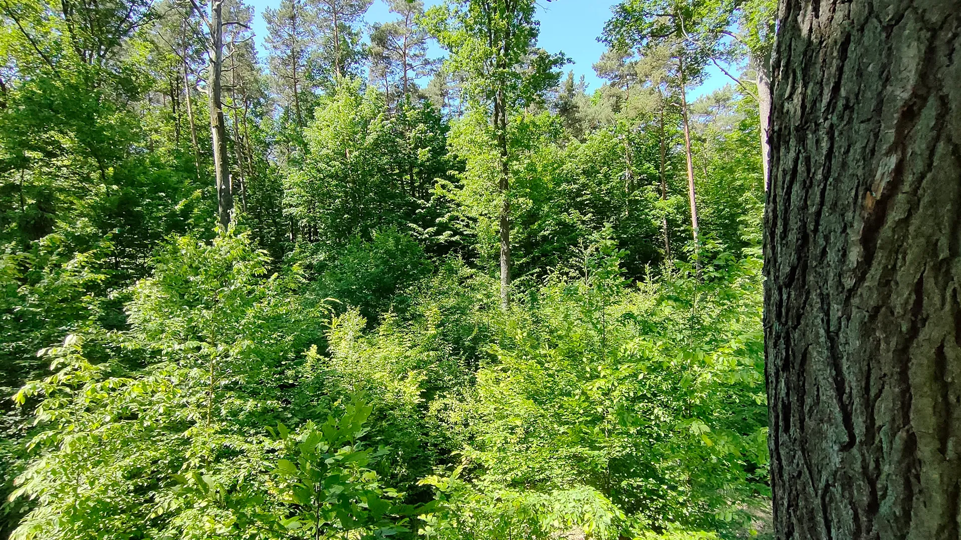 Sadzenie drzew – korzyści