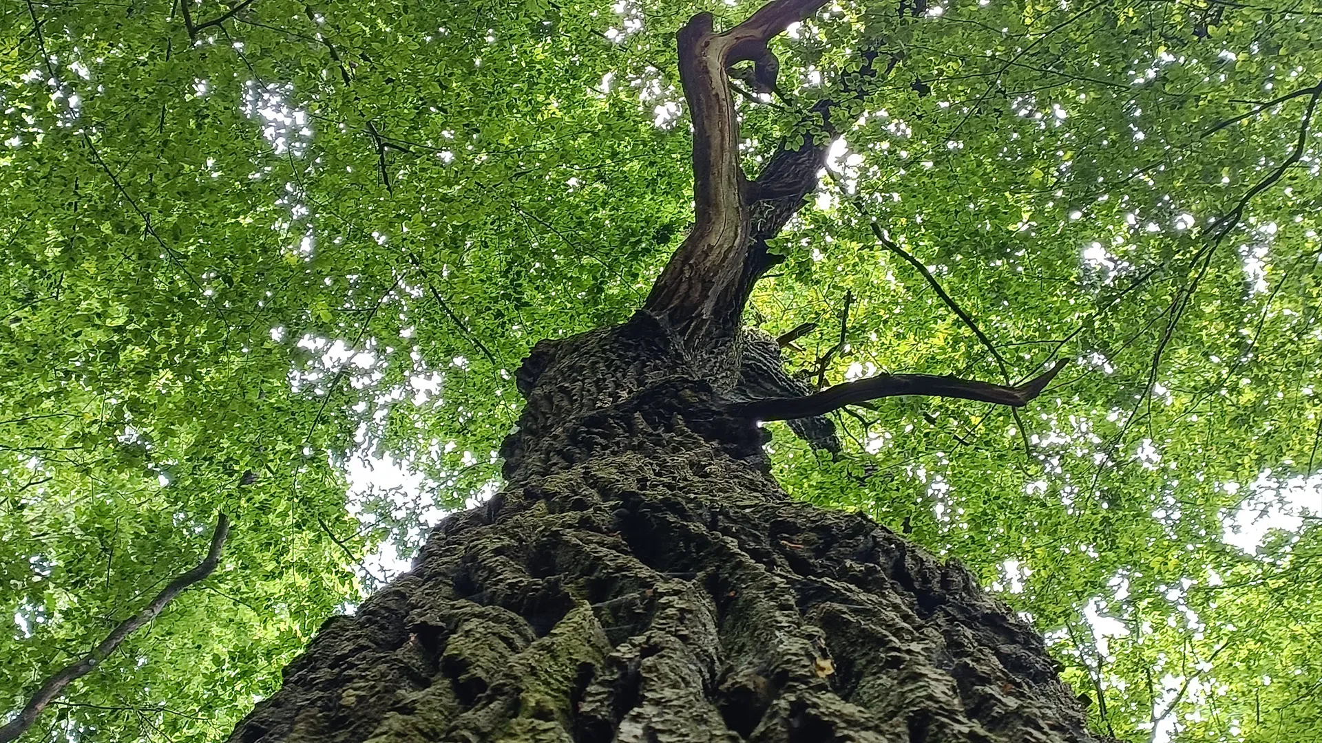 Korzyści z sadzenia drzew – korona drzewa